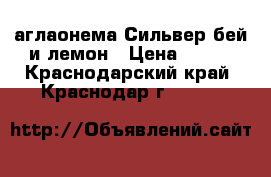 аглаонема Сильвер бей и лемон › Цена ­ 500 - Краснодарский край, Краснодар г.  »    